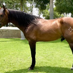 Horse Pedro Infante